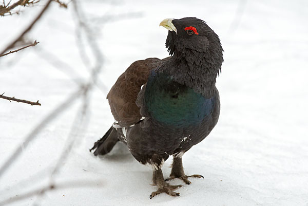 Auerhuhn (Tetrao urogallus)