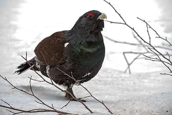 Auerhuhn (Tetrao urogallus)