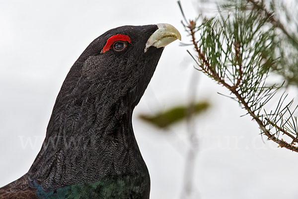 Auerhuhn (Tetrao urogallus)