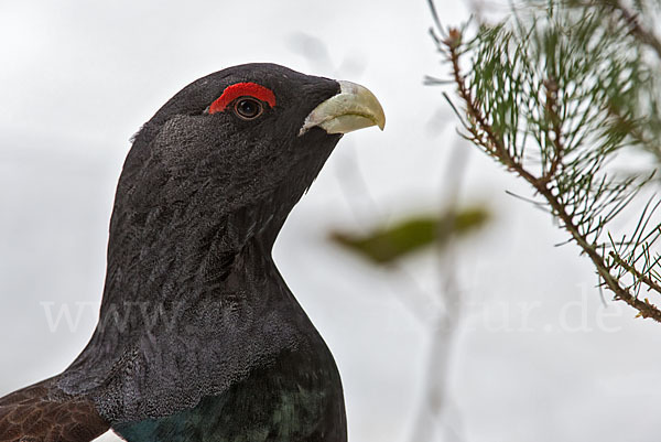 Auerhuhn (Tetrao urogallus)