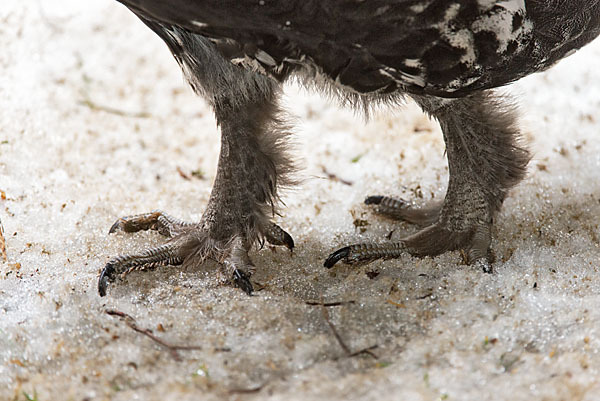 Auerhuhn (Tetrao urogallus)