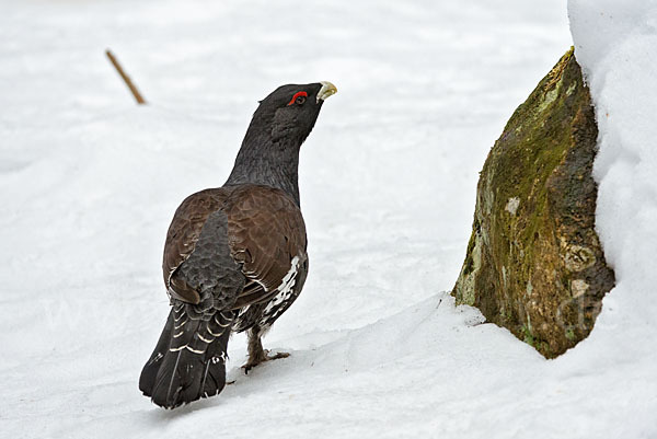 Auerhuhn (Tetrao urogallus)