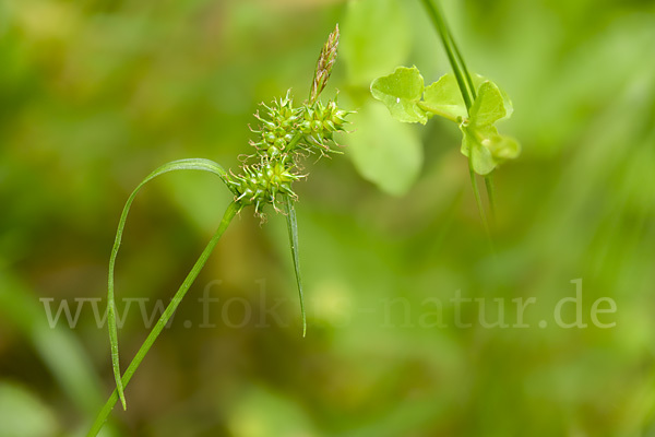 Aufsteigende Segge (Carex demissa)