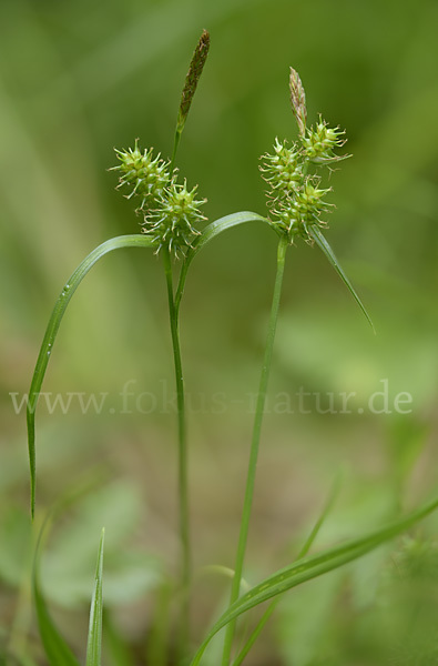 Aufsteigende Segge (Carex demissa)