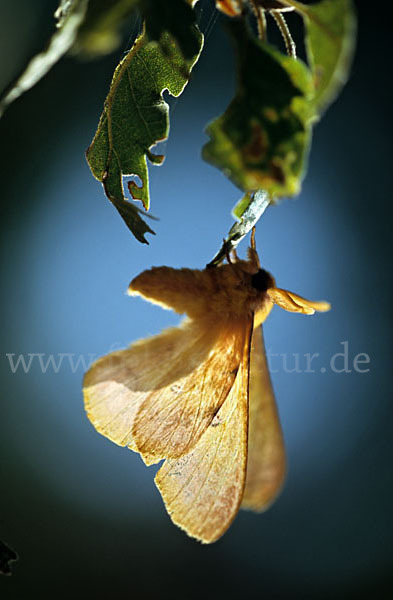 Augenspinner spec. (Perisomena caecigena)