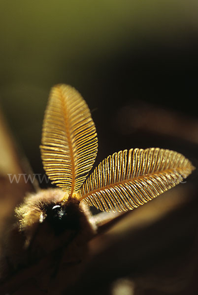 Augenspinner spec. (Perisomena caecigena)