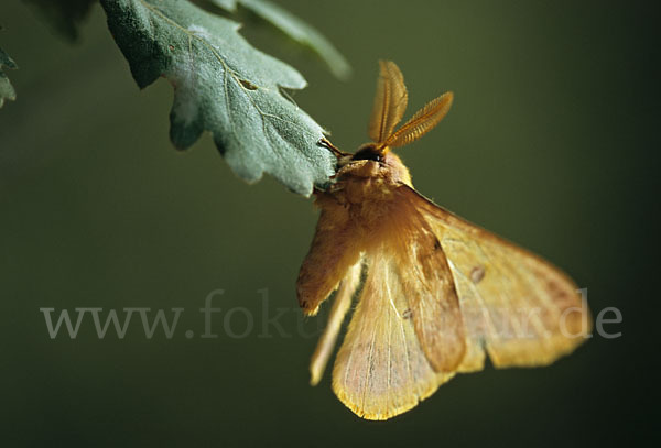 Augenspinner spec. (Perisomena caecigena)