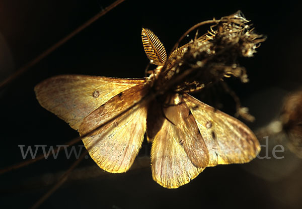 Augenspinner spec. (Perisomena caecigena)