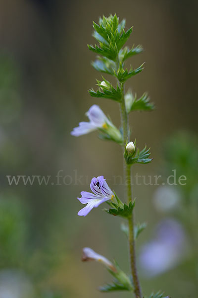 Augentrost (Euphrasia spec.)