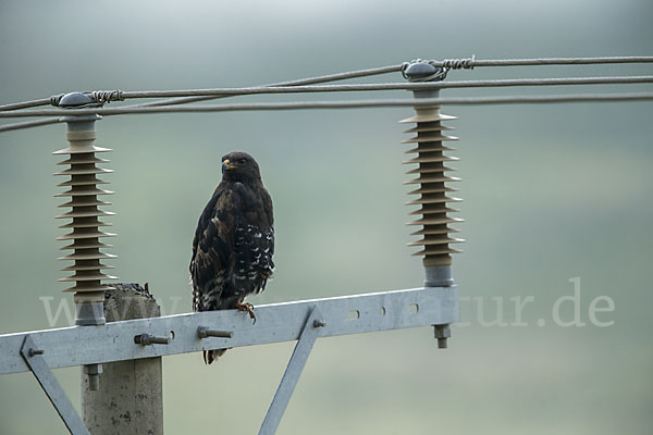 Augurbussard (Buteo augur)