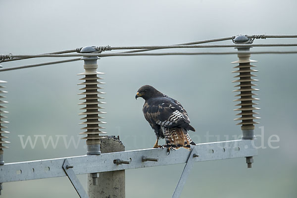 Augurbussard (Buteo augur)