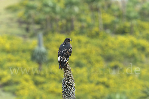 Augurbussard (Buteo augur)