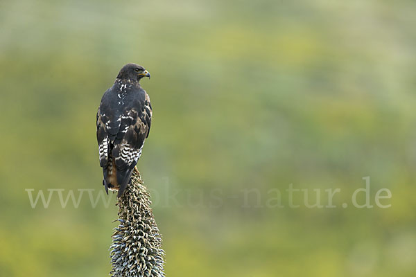 Augurbussard (Buteo augur)