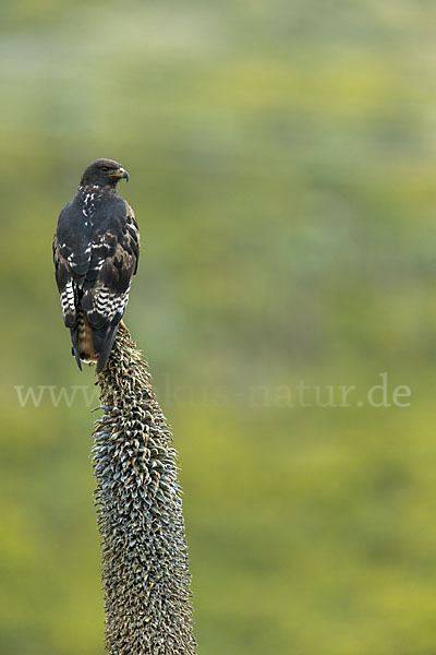 Augurbussard (Buteo augur)