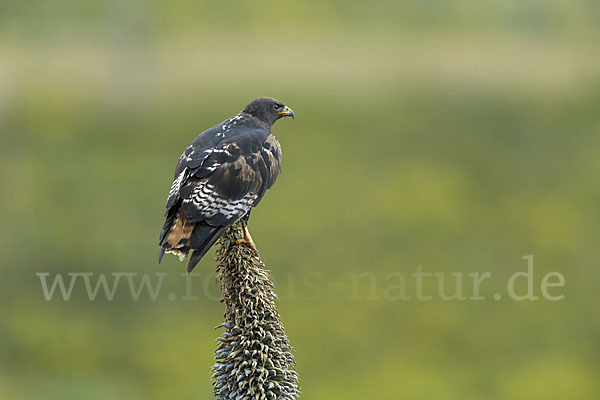 Augurbussard (Buteo augur)