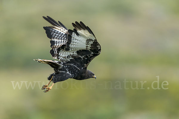 Augurbussard (Buteo augur)