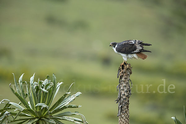 Augurbussard (Buteo augur)