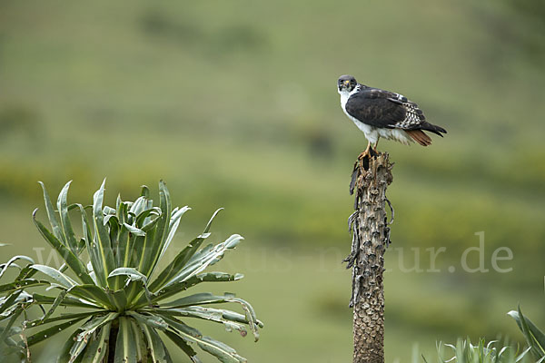 Augurbussard (Buteo augur)