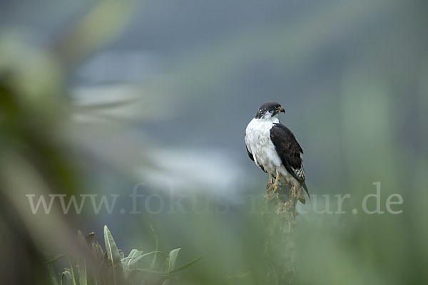 Augurbussard (Buteo augur)