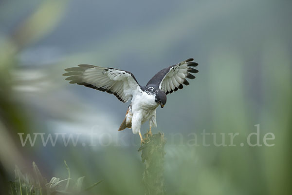 Augurbussard (Buteo augur)