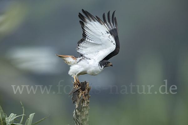 Augurbussard (Buteo augur)