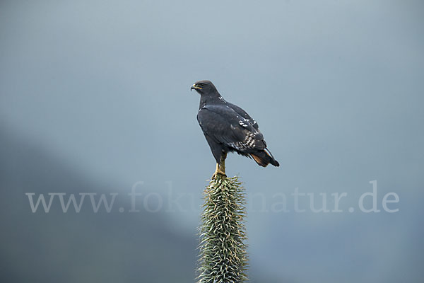 Augurbussard (Buteo augur)