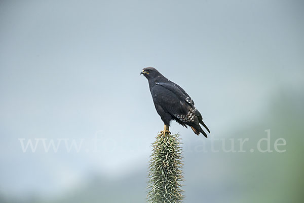 Augurbussard (Buteo augur)