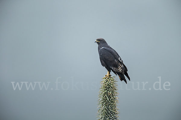 Augurbussard (Buteo augur)