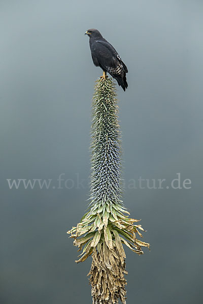 Augurbussard (Buteo augur)