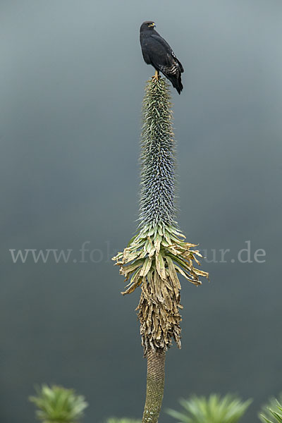 Augurbussard (Buteo augur)