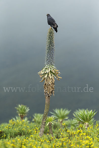 Augurbussard (Buteo augur)