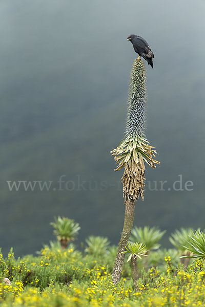 Augurbussard (Buteo augur)