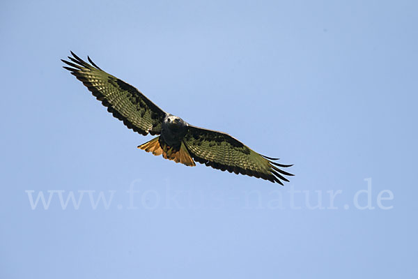 Augurbussard (Buteo augur)