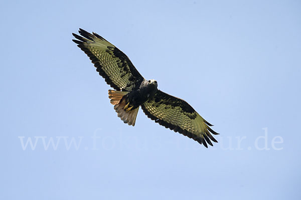 Augurbussard (Buteo augur)