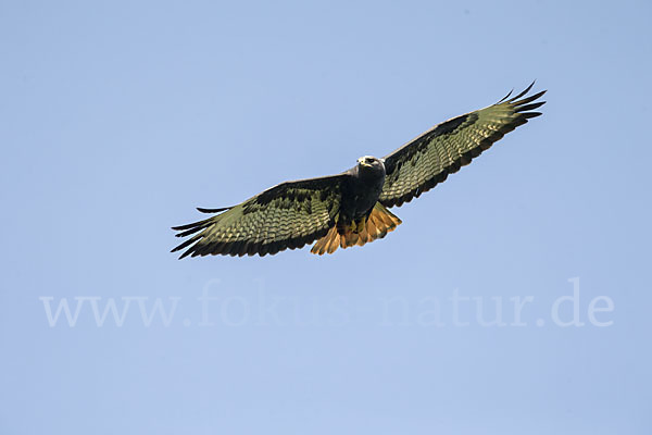 Augurbussard (Buteo augur)