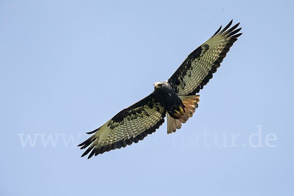 Augurbussard (Buteo augur)