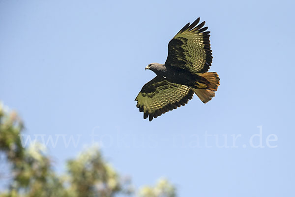 Augurbussard (Buteo augur)