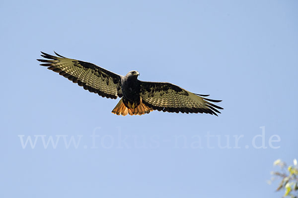 Augurbussard (Buteo augur)