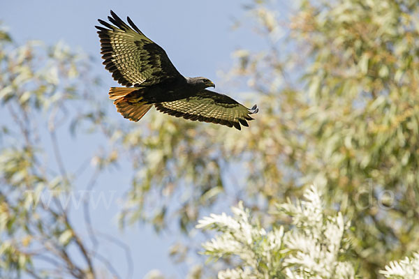 Augurbussard (Buteo augur)