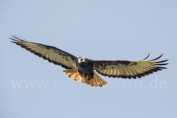 Augurbussard (Buteo augur)