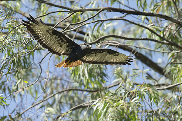 Augurbussard (Buteo augur)