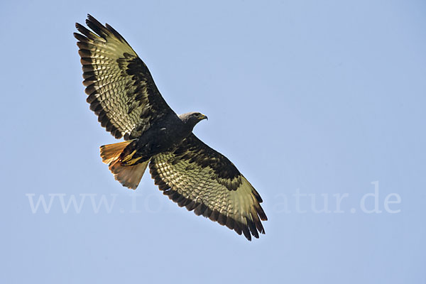 Augurbussard (Buteo augur)