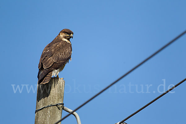 Augurbussard (Buteo augur)