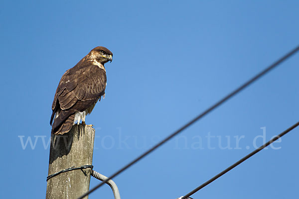 Augurbussard (Buteo augur)