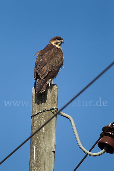 Augurbussard (Buteo augur)