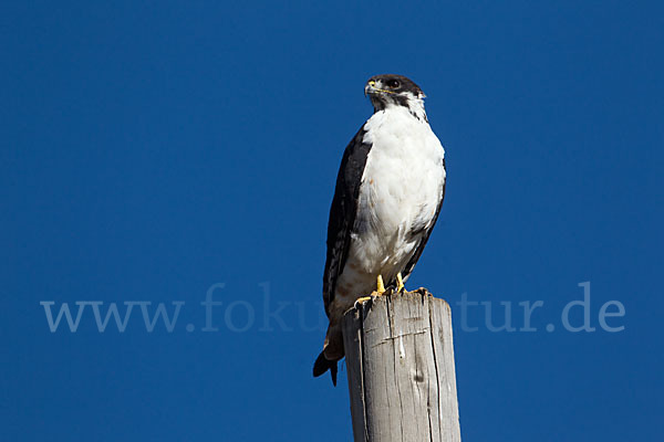 Augurbussard (Buteo augur)