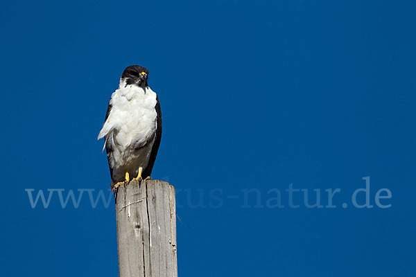 Augurbussard (Buteo augur)