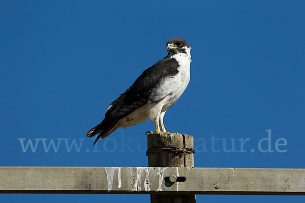 Augurbussard (Buteo augur)