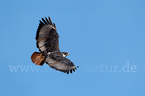 Augurbussard (Buteo augur)