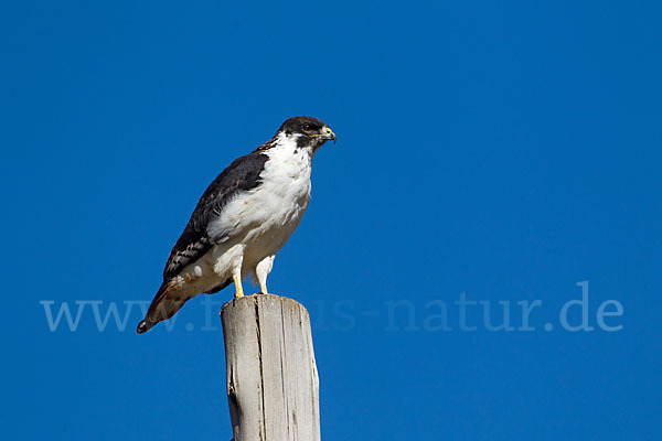 Augurbussard (Buteo augur)